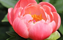 peony coral sunset bulb coral sunset peony