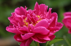 karl rosenfield peony bulb karl rosenfield peony