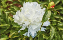 shirley temple peony bulb shirley temple peony