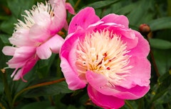 bowl of beauty peony bulbs bowl of beauty peonies
