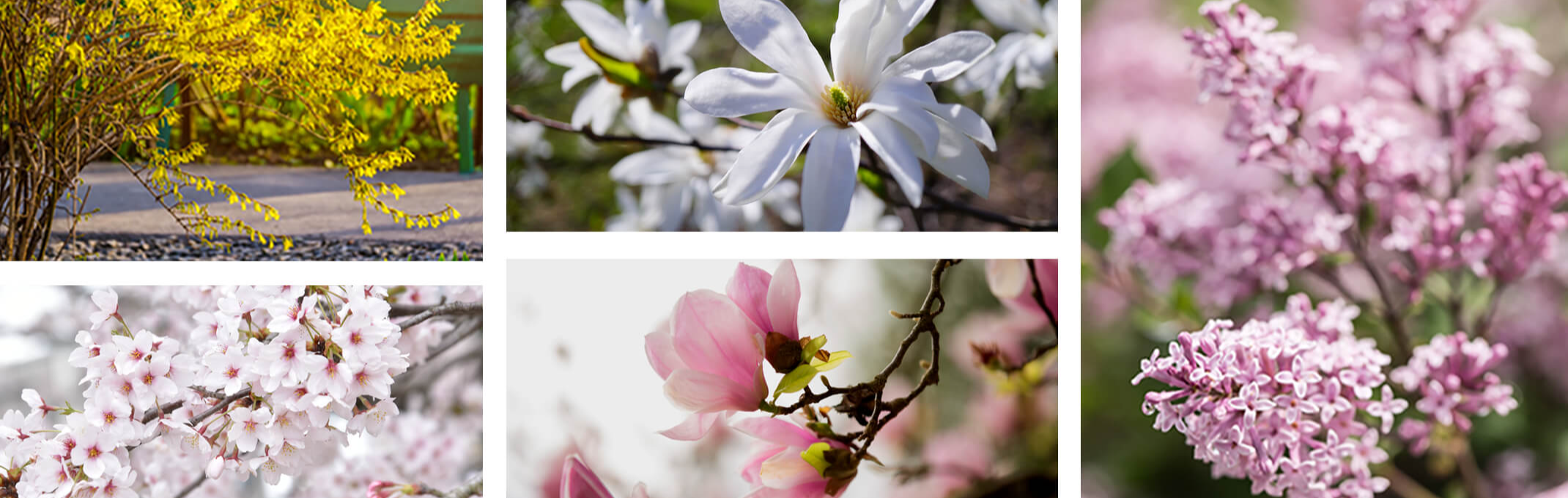 flowering trees and shrubs for the bay area, lilacs, cherry trees, forsythia, magnolia