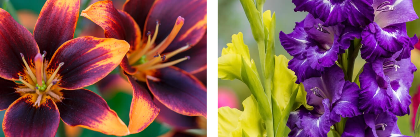 lilys and gladiolus summer bulbs