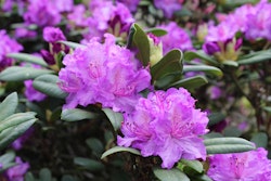 purple rhododendrons shrubs