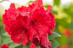 red rhododendrons shrubs