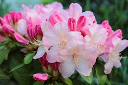 percy wiseman rhododendrons shrubs