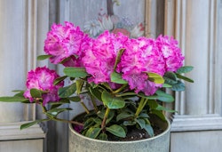 potted pink rhododendron shrubs