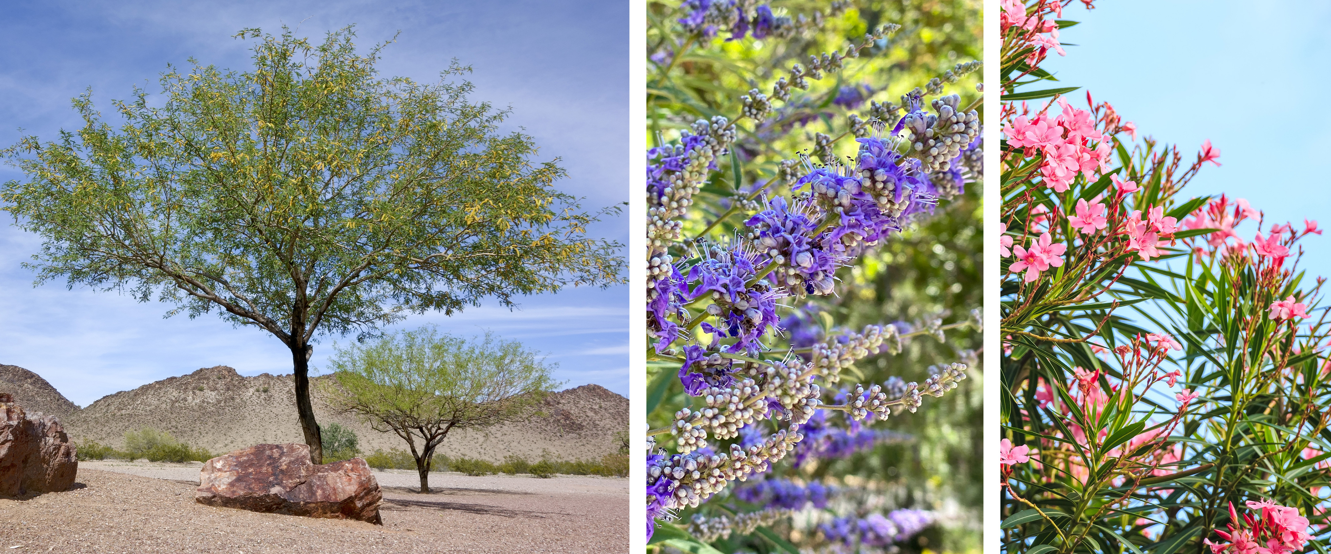 3 Desert-friendly, low-water-use trees: Mesquite tree,Lilac Chaste tree, and a Pink Oleander.