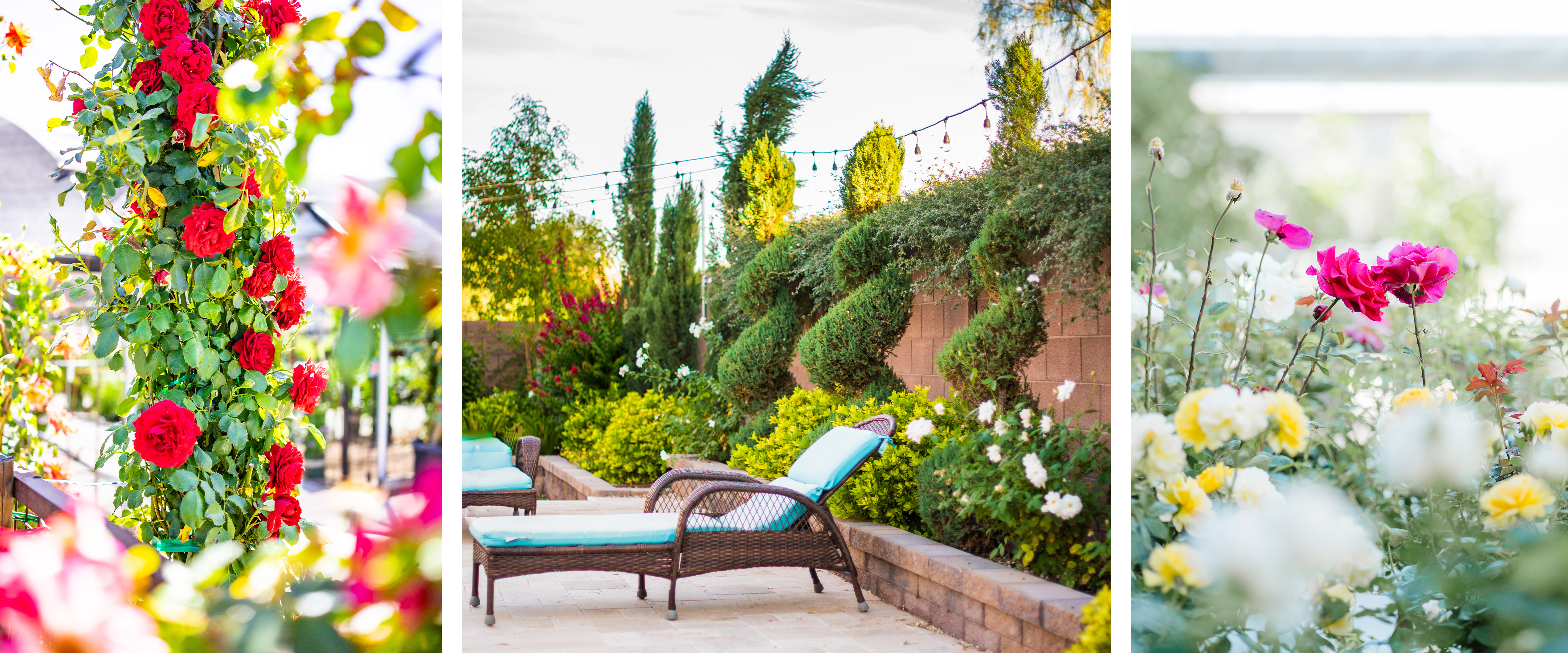 Red climbing roses, roses planted on a desert backyard patio with other plants, and pink, white and yellow roses.