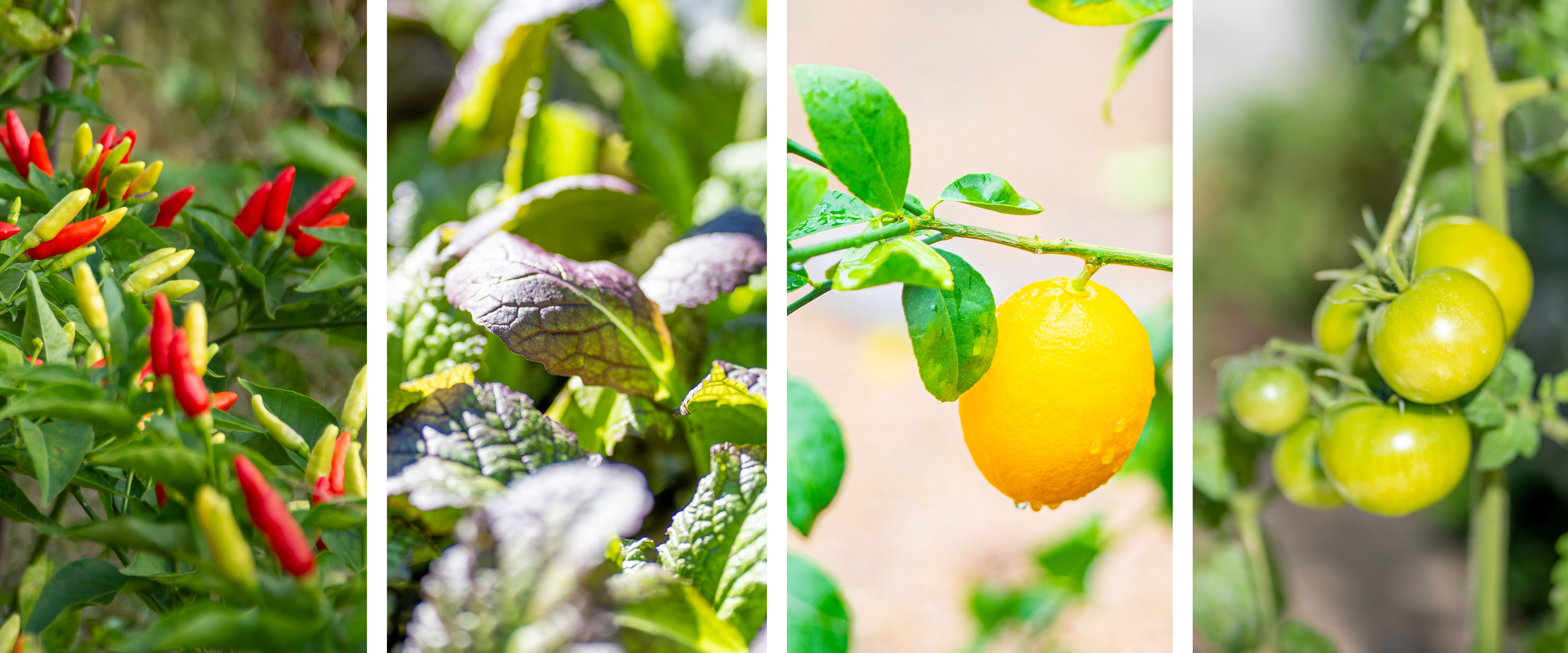 Peppers, vegetables, a lemon tree, and a tomato plant.