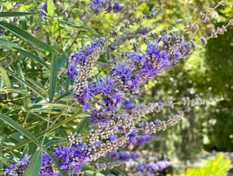 A blooming lilac chaste tree.