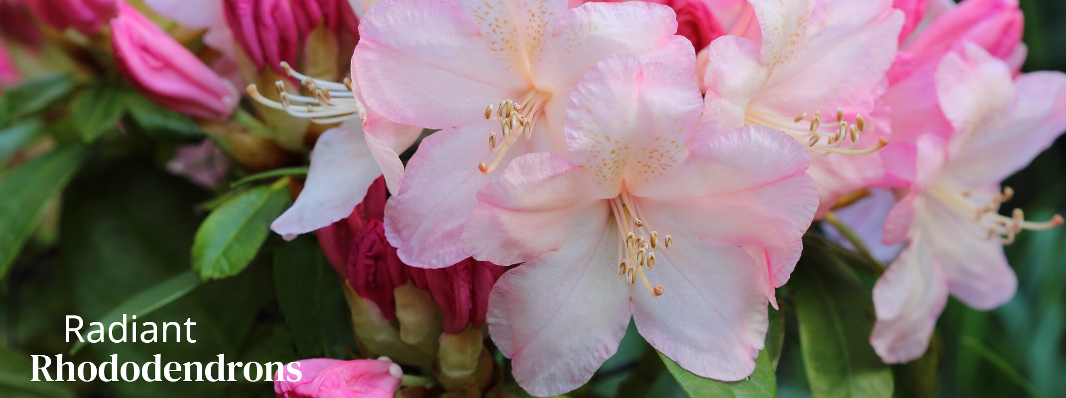 pink radiant rhododendron shrubs percy