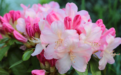 percy wiseman rhododendrons shrubs