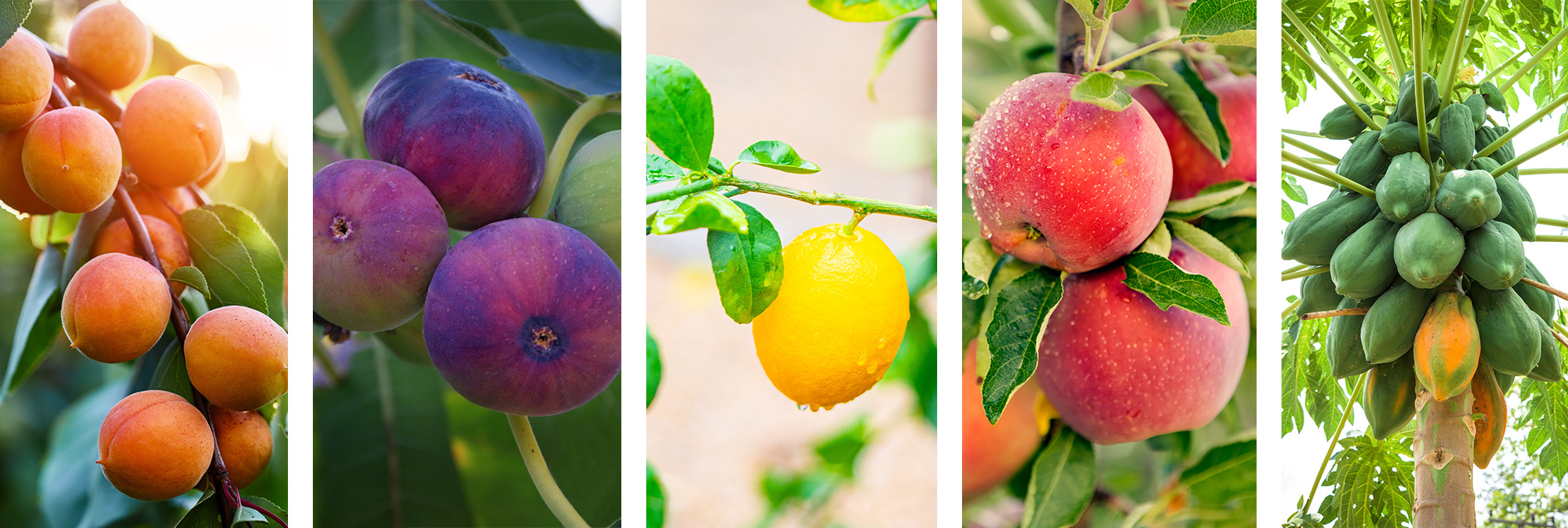 Apricot, fig, lemon, apple and papaya trees.