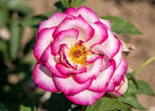 miss congeniality grandiflora rose