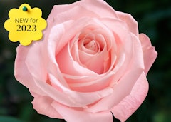 heavenly scented hybrid tea bush rose new for 2023