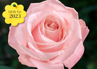 heavenly scented hybrid tea bush rose new for 2023