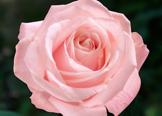 heavenly scented hybrid tea bush rose