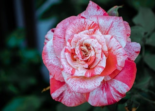scentimental floribunda rose scentimental floribunda rose