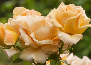 honey dijon hybrid tea roses honey dijon hybrid tea roses