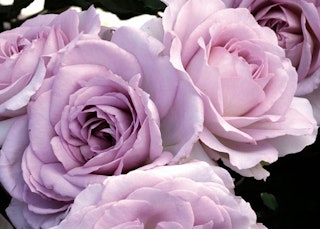 light purple - silver lining floribunda roses