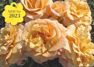 morning glow floribunda roses new for 2023 morning glow floribunda roses new for 2023