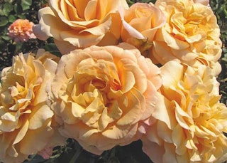 morning glow floribunda roses