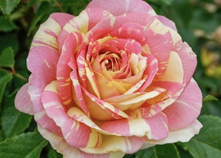 pop art grandiflora roses
