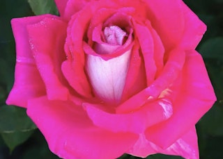 picture perfect hybrid tea roses