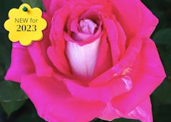 picture perfect hybrid tea roses new for 2023