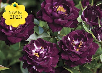 diamond eyes miniature roses new for 2023 diamond eyes miniature roses new for 2023