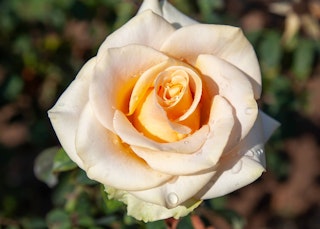 marilyn monroe hybrid tea roses marilyn monroe hybrid tea roses