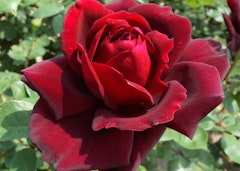 red lasting love hybrid tea rose