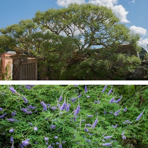 2 pictures of Chaste trees, the bottom one in bloom.