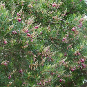 Desert Willow Tree in Bloom