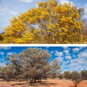 2 pictures of a mulga tree - the top one in bloom.