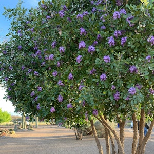 A Texas Mountain Laurel tree in bloom.