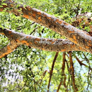 A view of a Chinese Elm from underneath it.