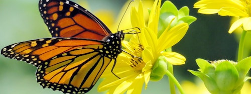 monarch butterfly on yellow flower