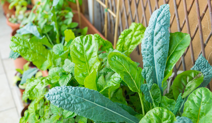 lettuce growing up against lattice and wall