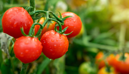 tomatoes hanging on the vine