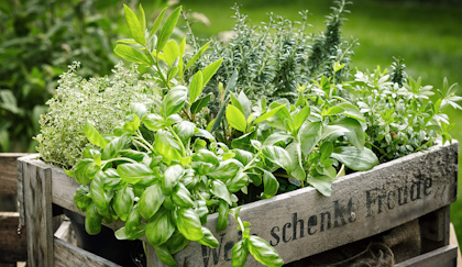A wooden crate of fresh picked herbs