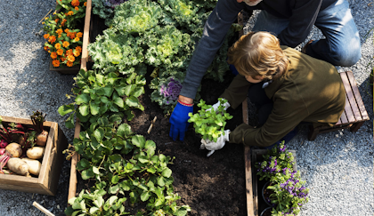 Photo of boy planting vegetables in a raised garden bed with an adult helping him.