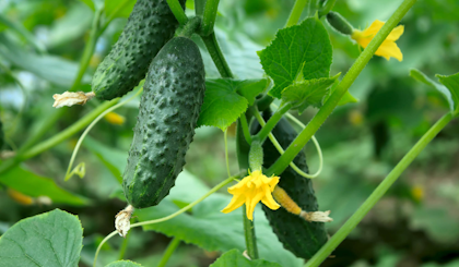 Cucumbers hanging on the vine