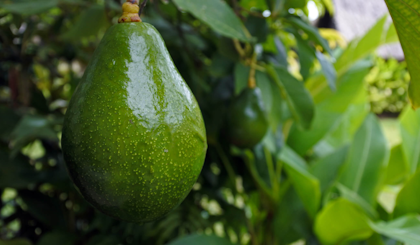 Single avocado hanging from tree ready to be picked