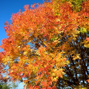 Chinese Pistache Tree (Similar to Red Push Pistache but it has seasonal  fruit)