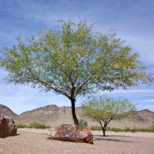 Mesquite Trees in the desert landscape.