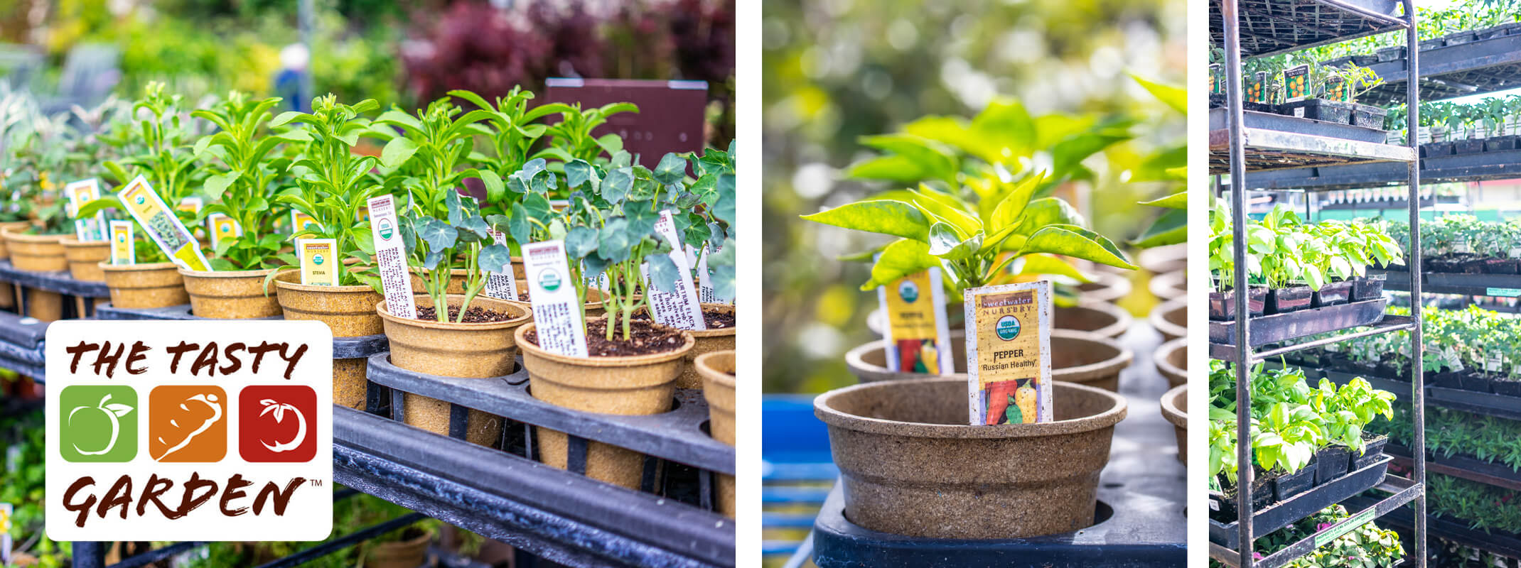 tasty garden edible plants on racks at garden center peppers and herbs 