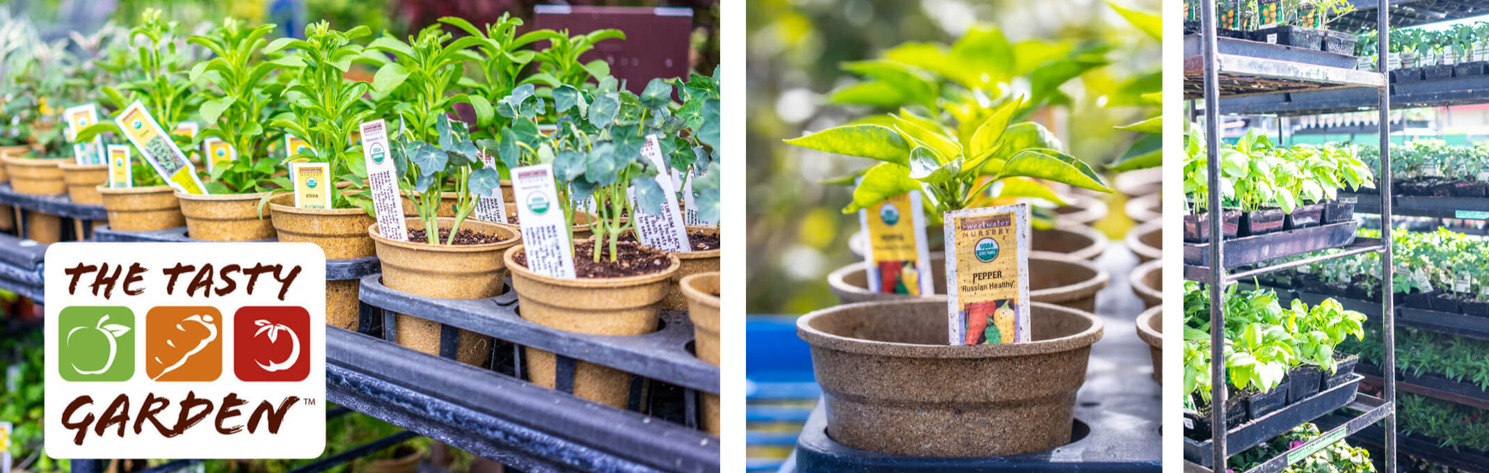 tasty garden edible plants on racks at garden center peppers and herbs