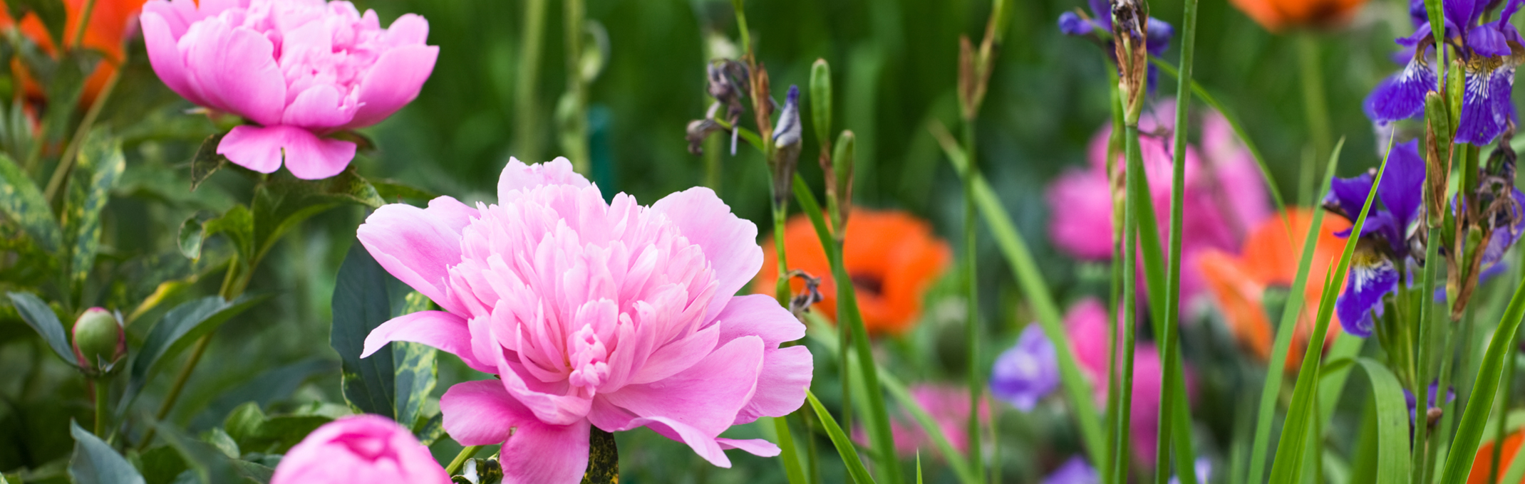 Garden full of bright pink peonies, purple iris and orange poppies in the background