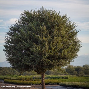 Joan Lionetti Texas Live Oak Tree - Photo Civano Growers